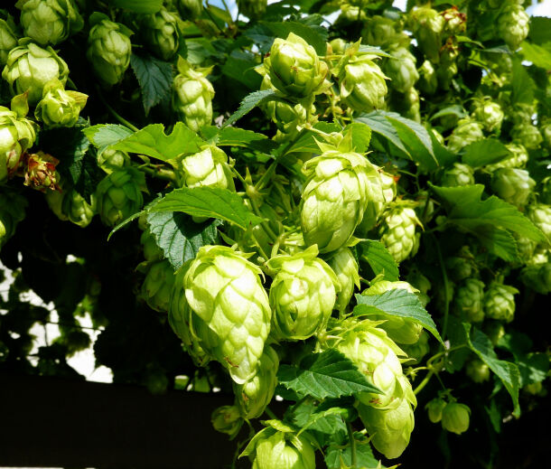 © günter auf Pixabay Hopfen aus Sachsen-Anhalt